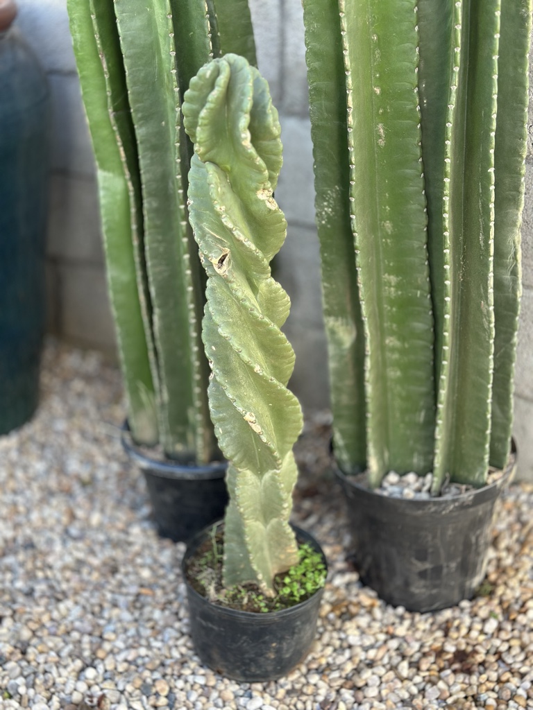 Cacto Parafuso