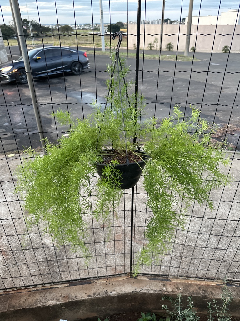 Aspargo alfinete ( Asparagus densiflorus )