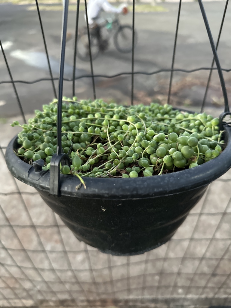 Colar de pérolas ( Curio rowleyanus )
