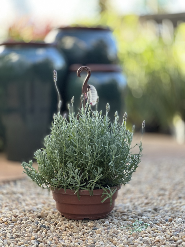 Lavanda