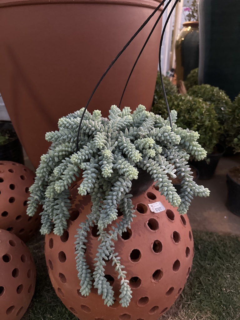 Dedo de moça ( Sedum × rubrotinctum )