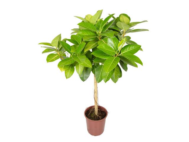 Ficus Altíssima Neon
