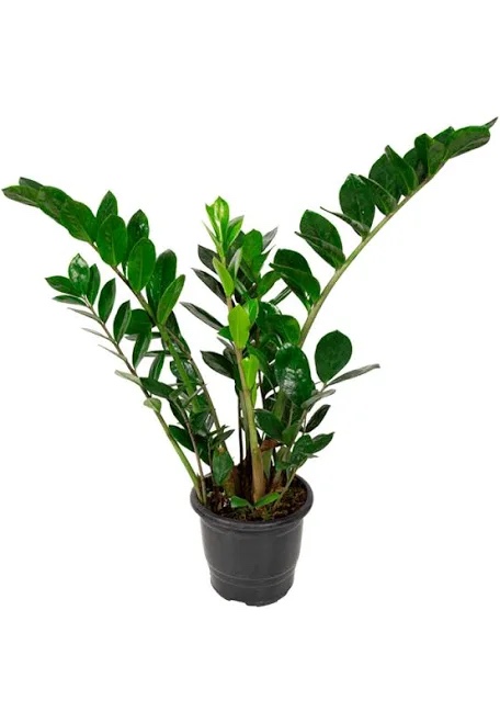 Zamioculca