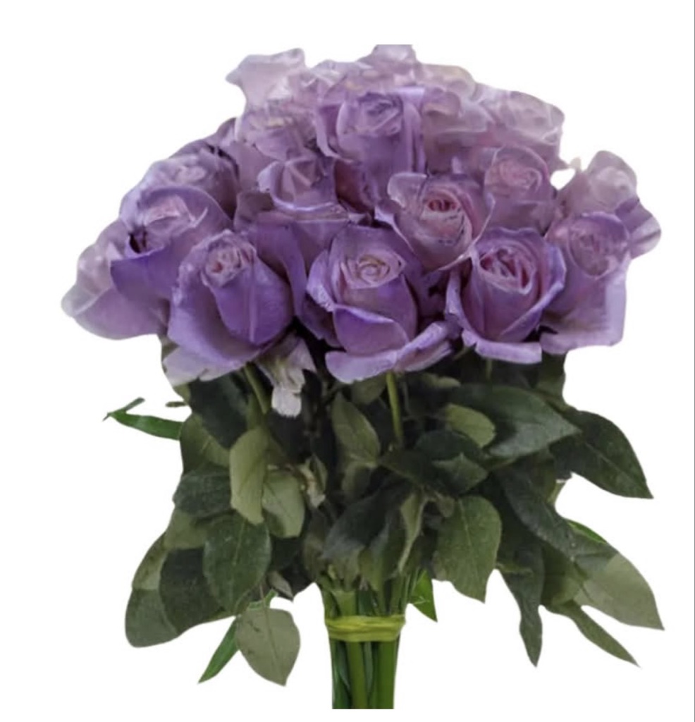 Purple Roses (1 Dozen)