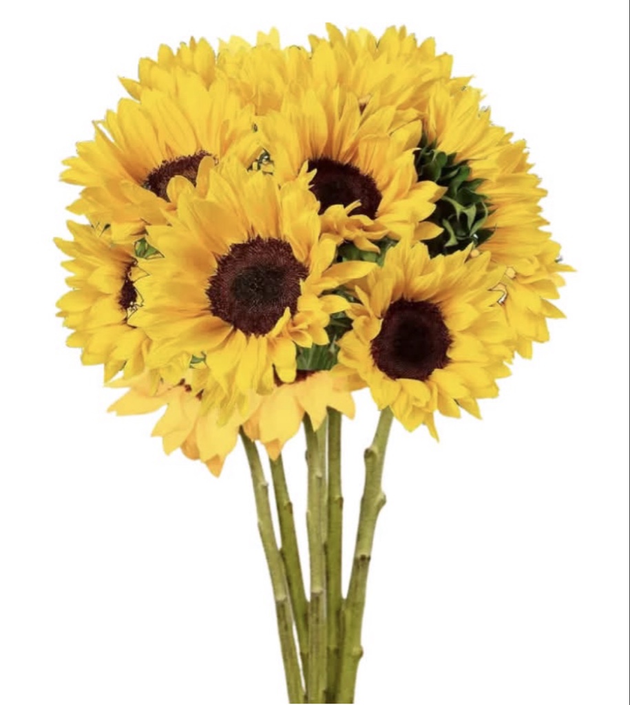 Sunflower bouquet (10 stems)