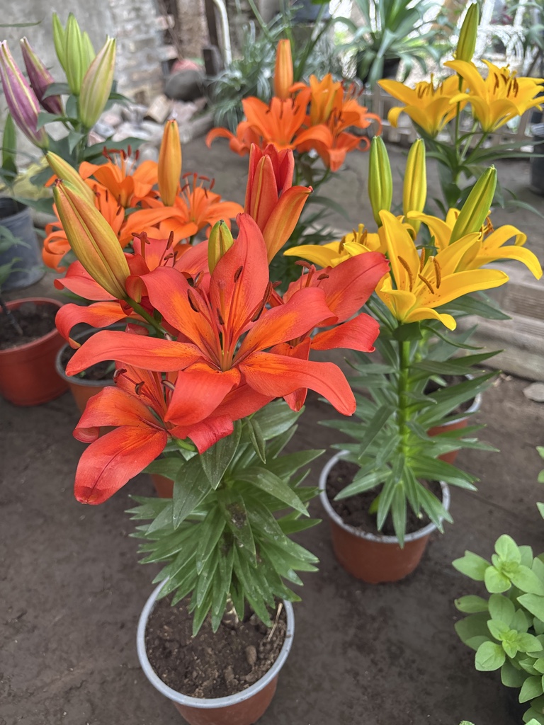 Lilium Asiático