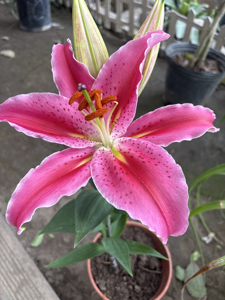 Lilium perfumado