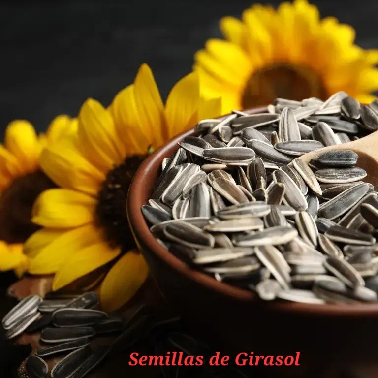 Semillas de Girasol