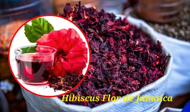 Hibiscus Flor de Jamaica