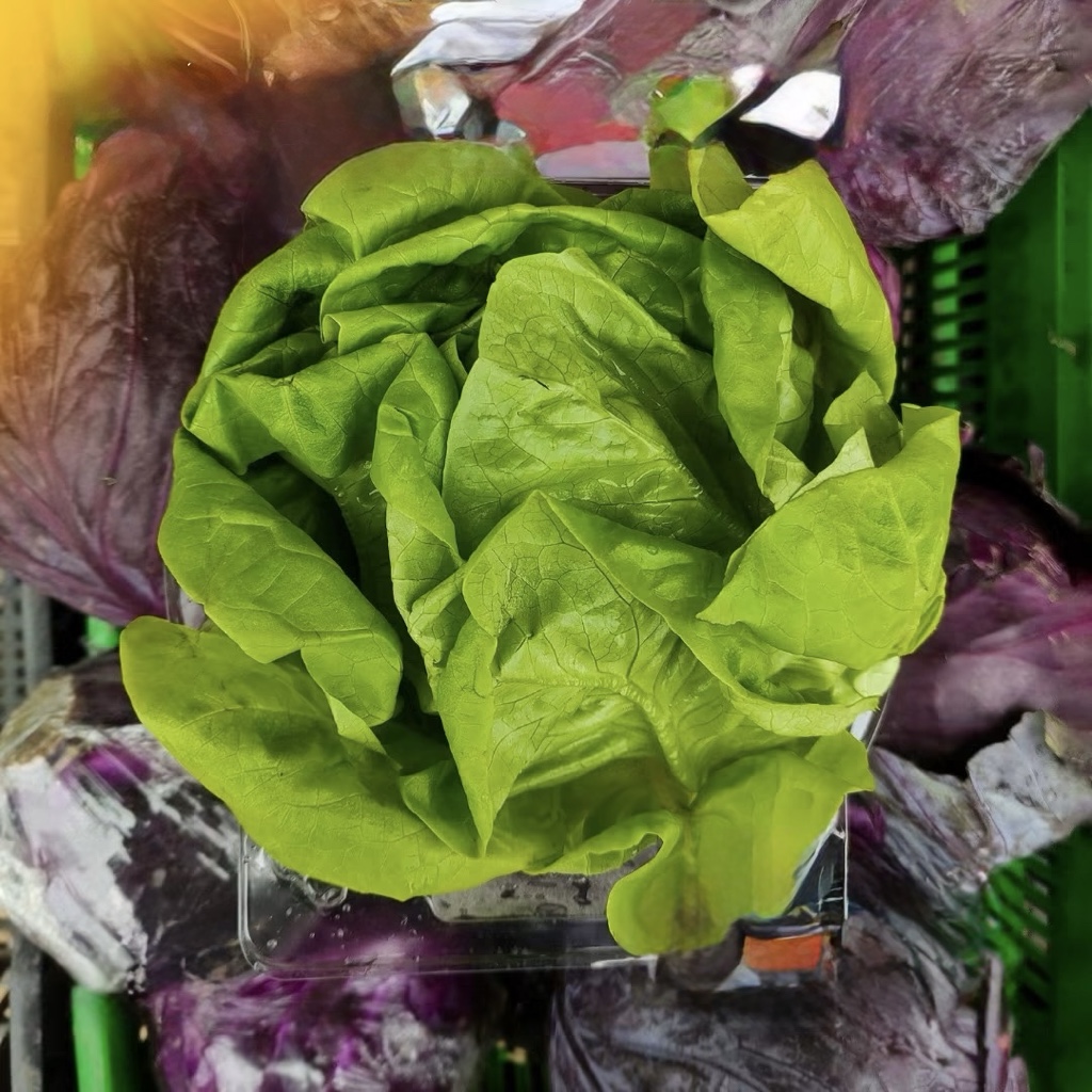 Lechuga hidroponica