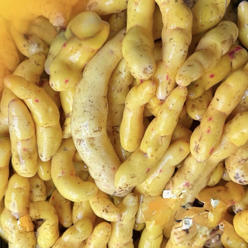 Olluco amarillo