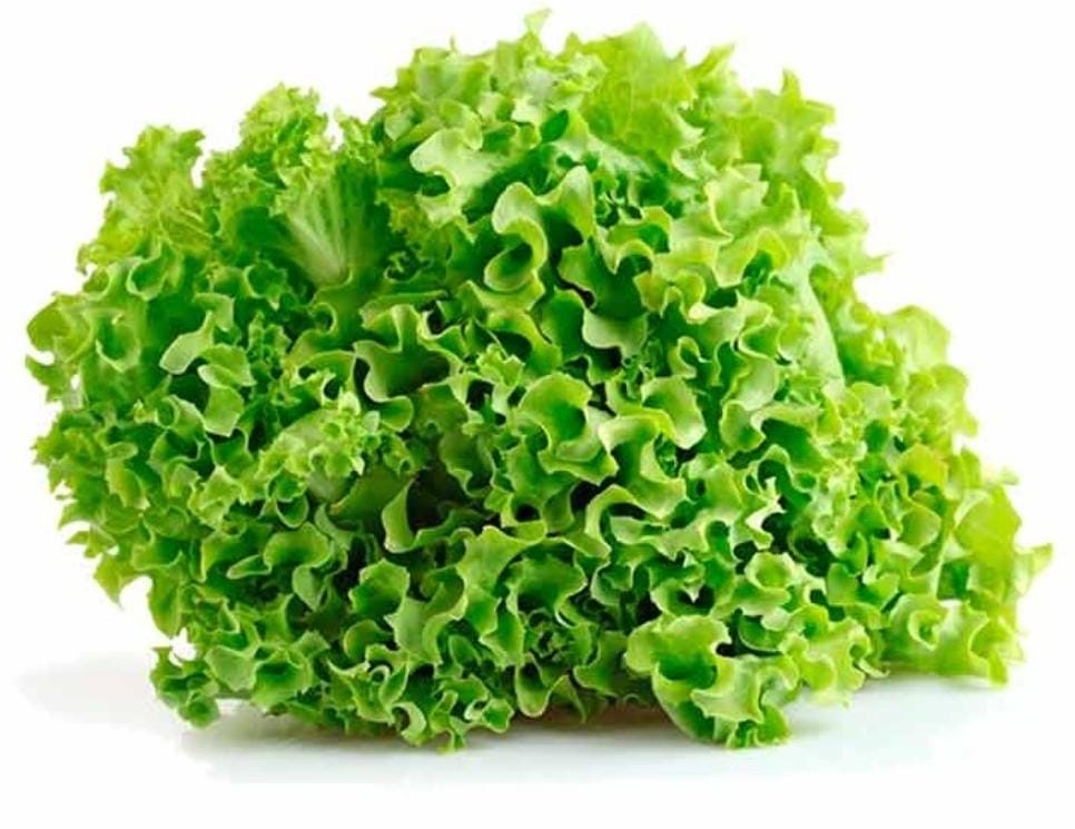 Lechuga crespa verde