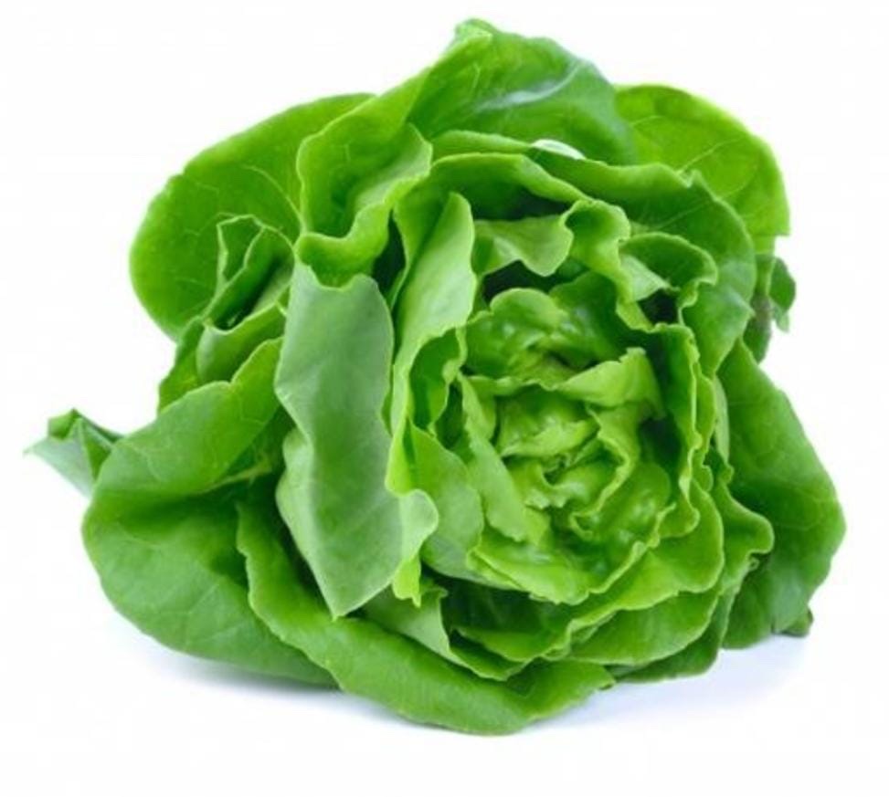 Lechuga seda
