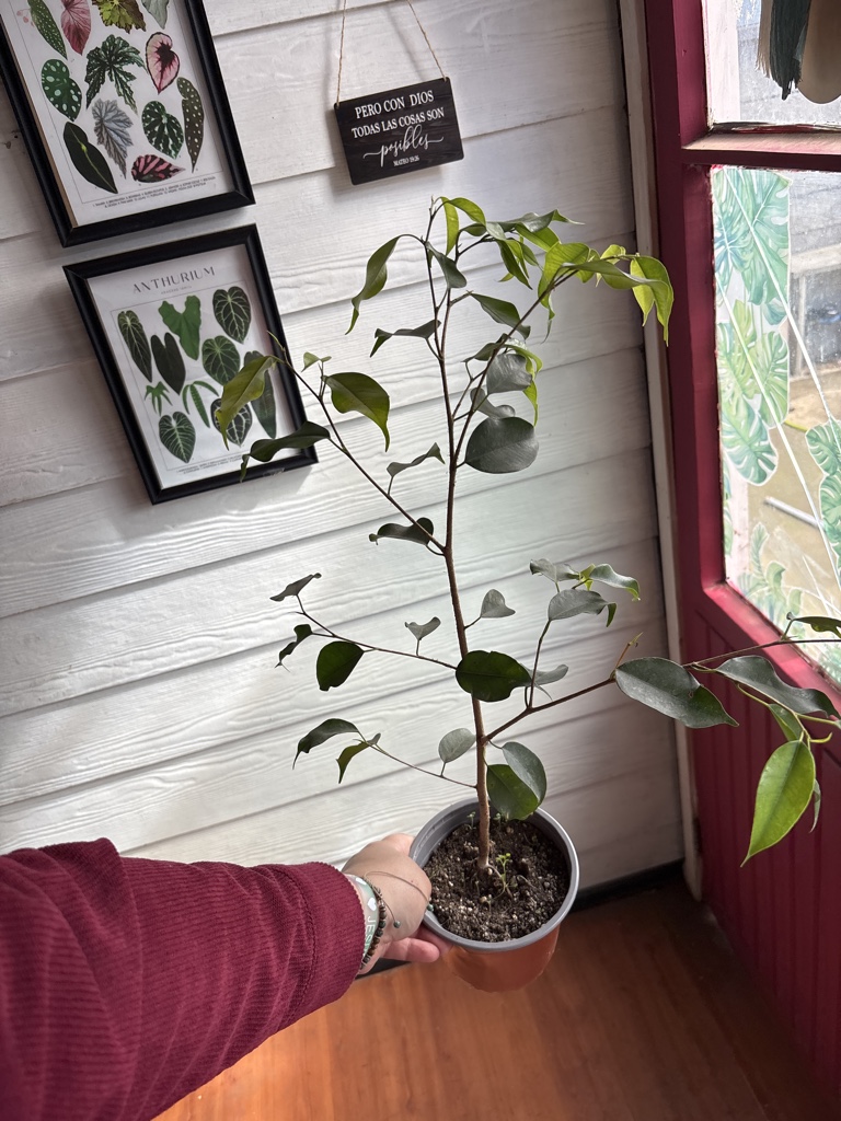 Ficus Benjamín