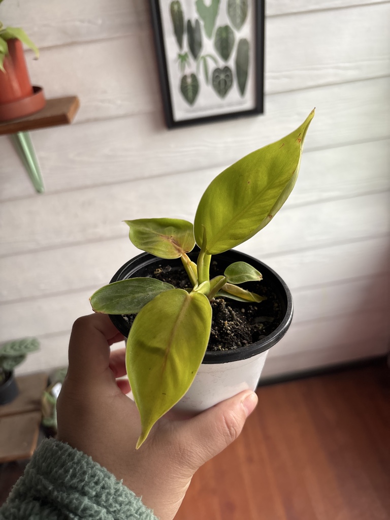 Philodendron Imperial Gold