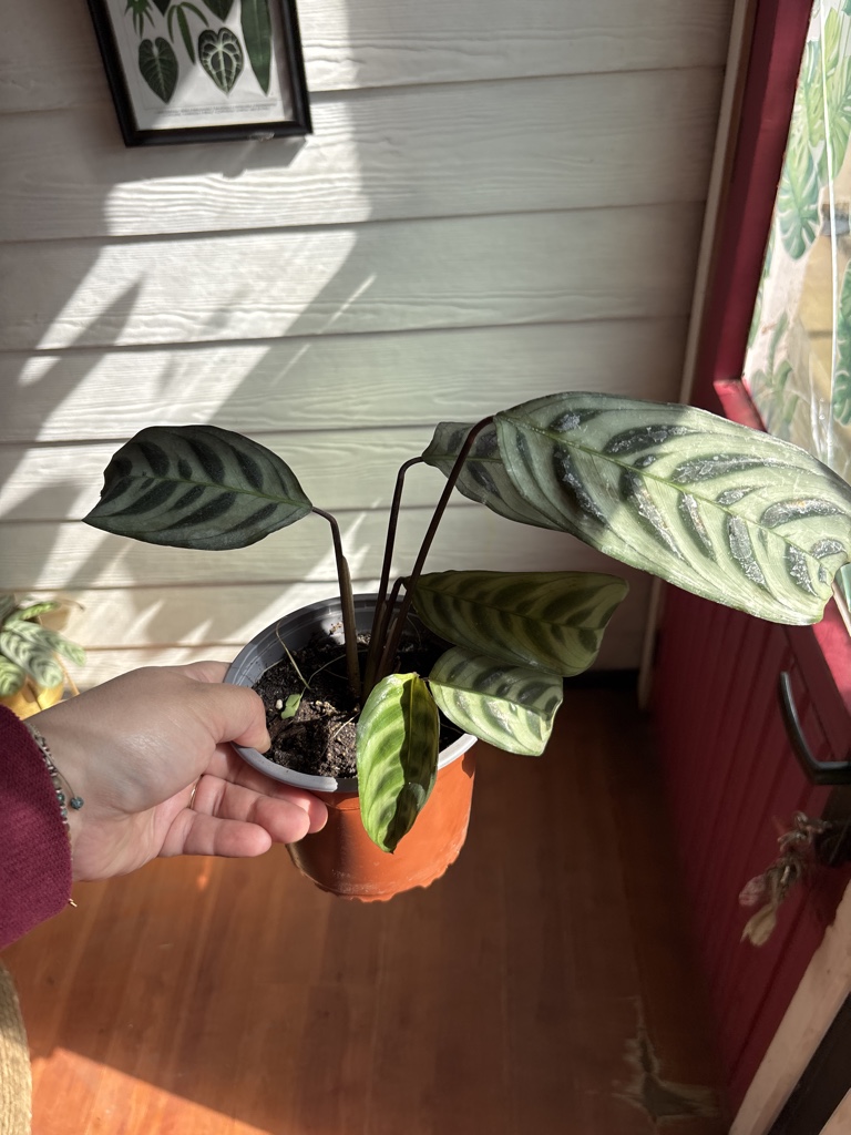 Calathea Burle Max
