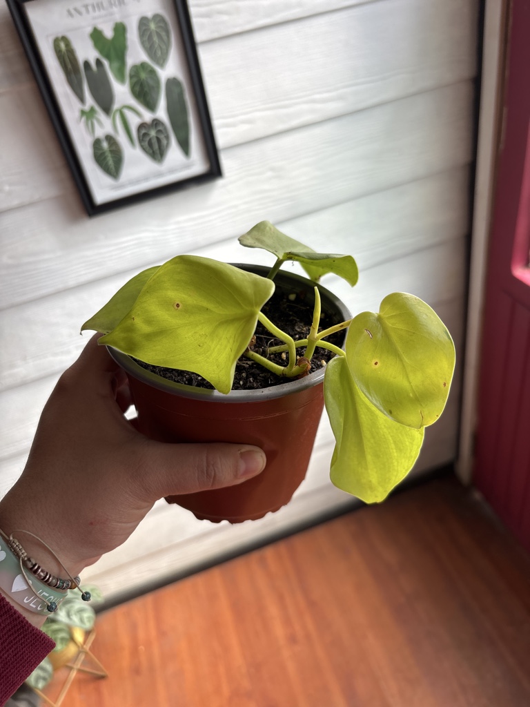 Filodendro limon