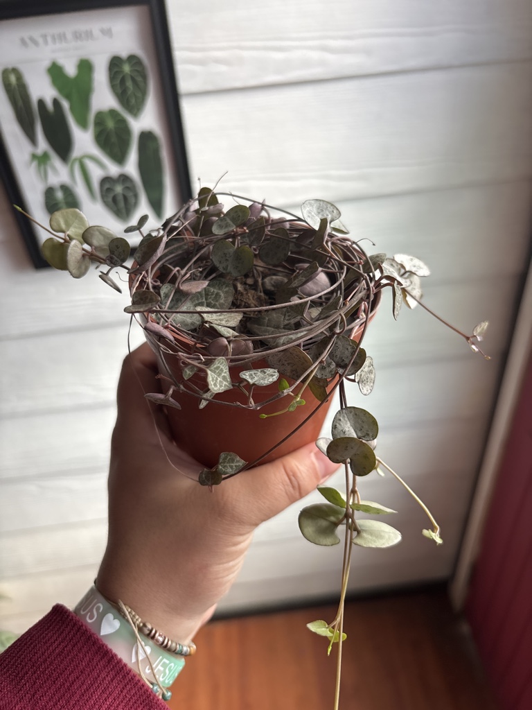 Ceropegia Woodi