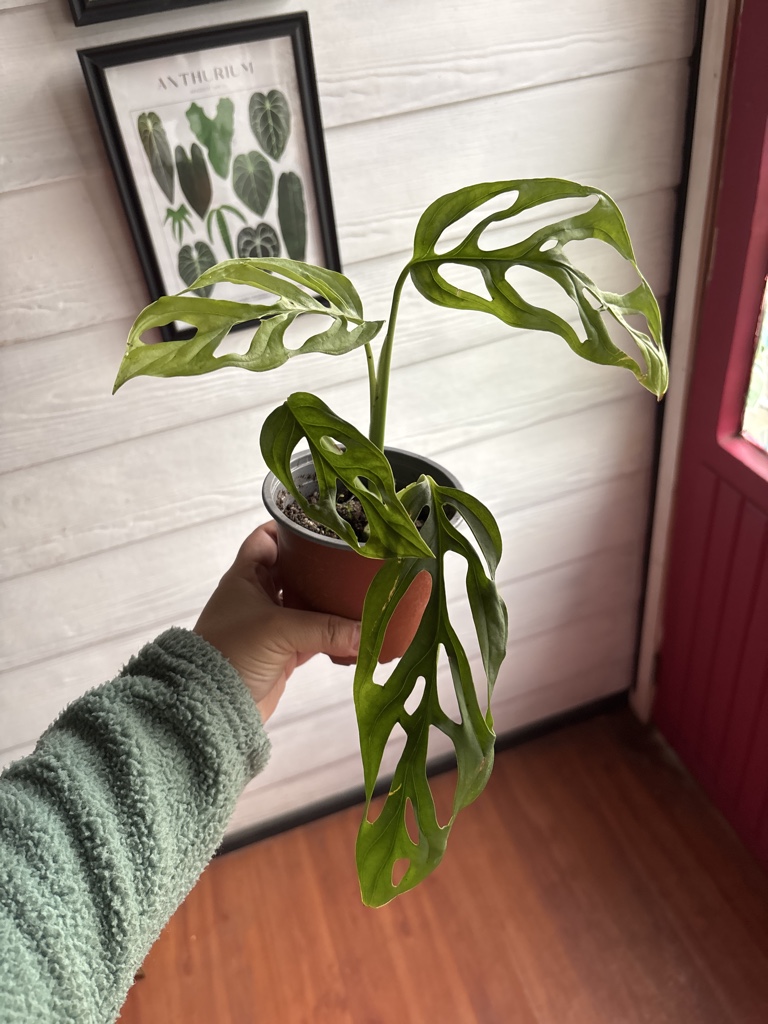 Monstera Adansonii