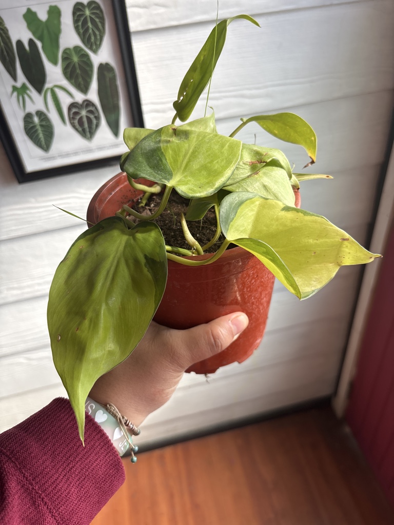 Filodendro verde