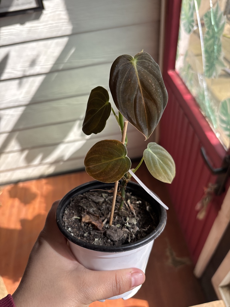 Philodendron melanochrysum