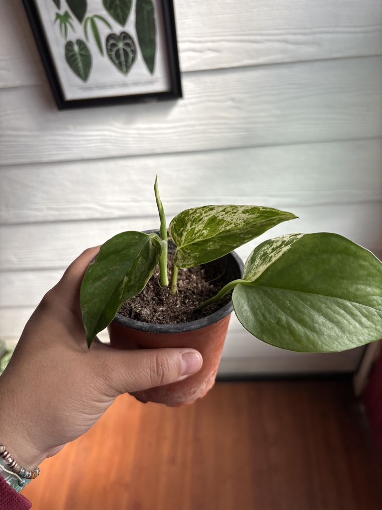 Pothos Marble Queen
