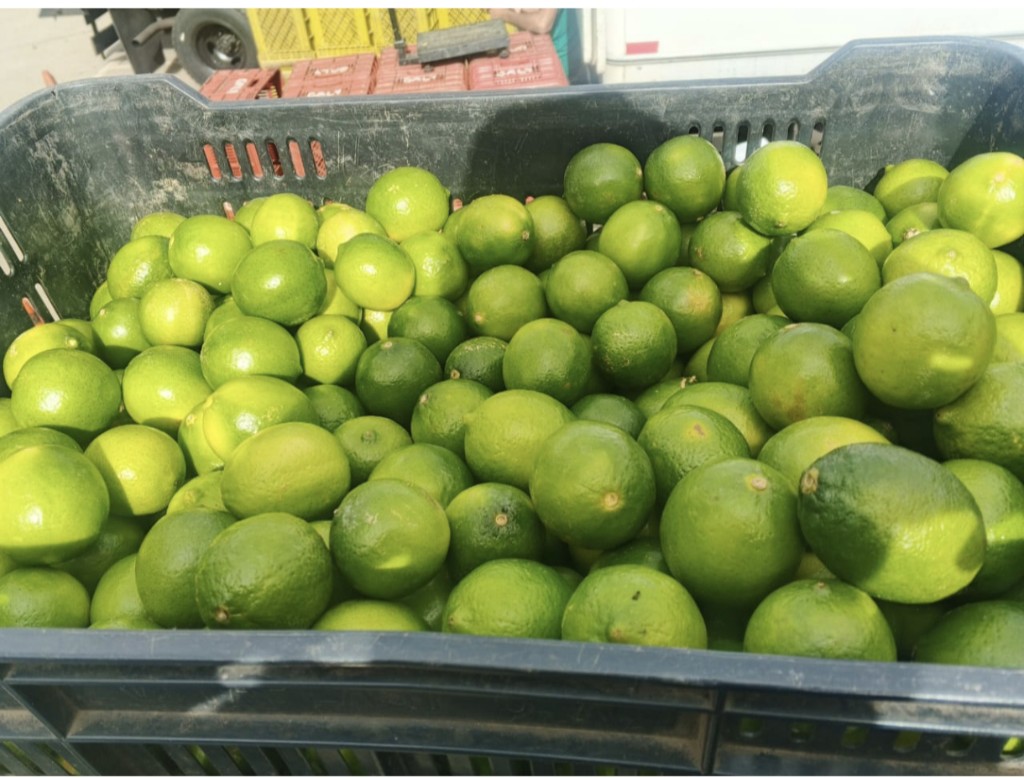 Limón Persa