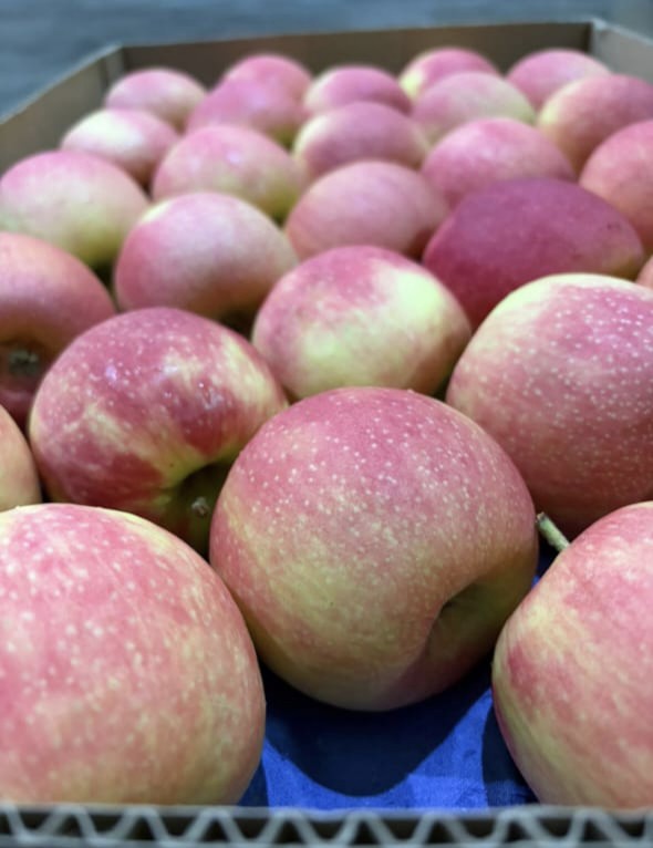 OFERTA Manzana pink lady #110