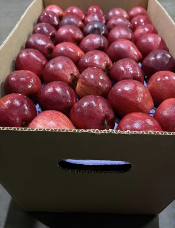 Manzana roja #100