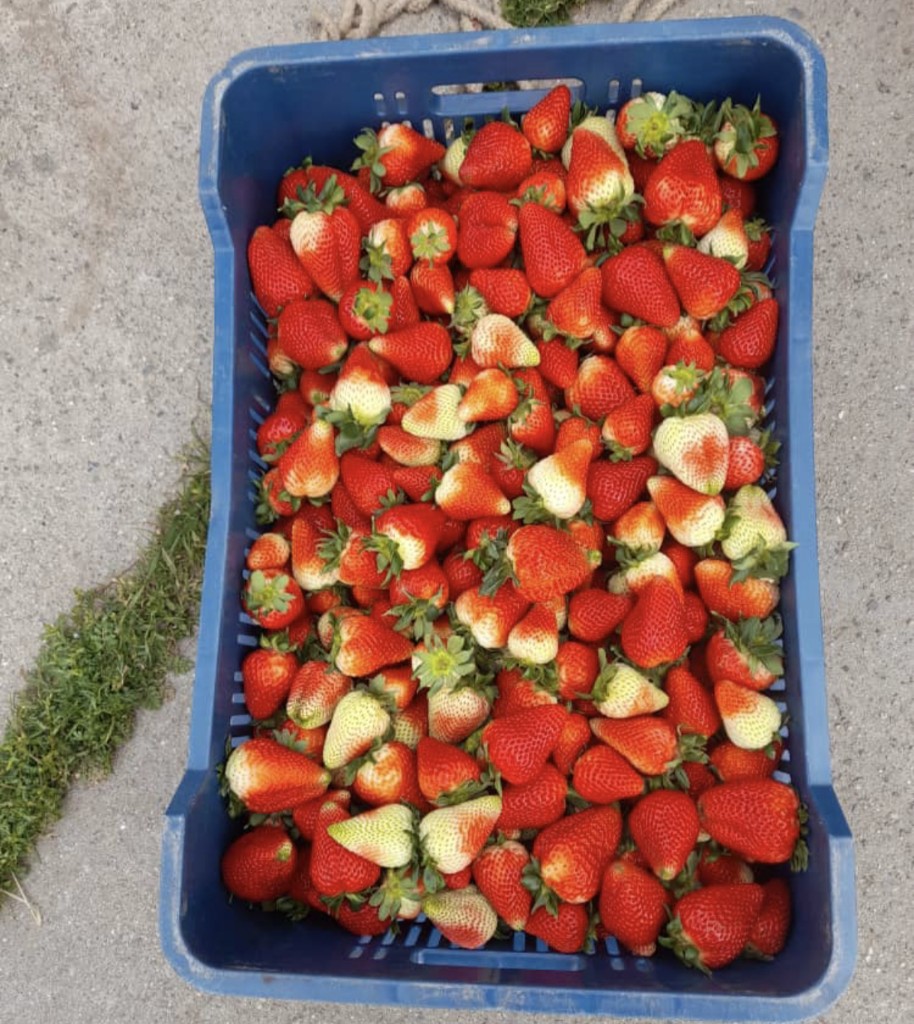 Fresas