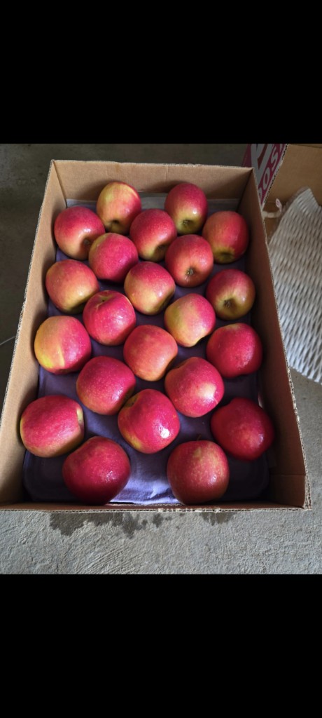 Manzana pink#135