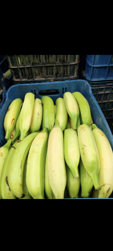 Platano AAA