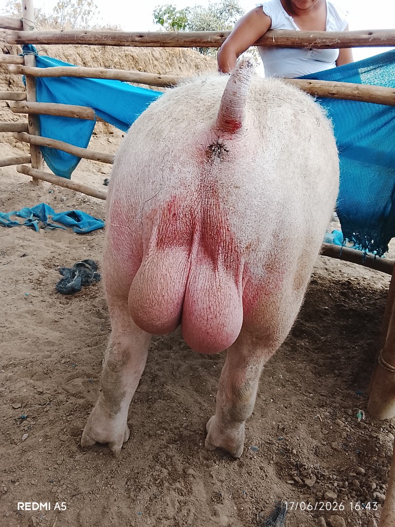 Semen