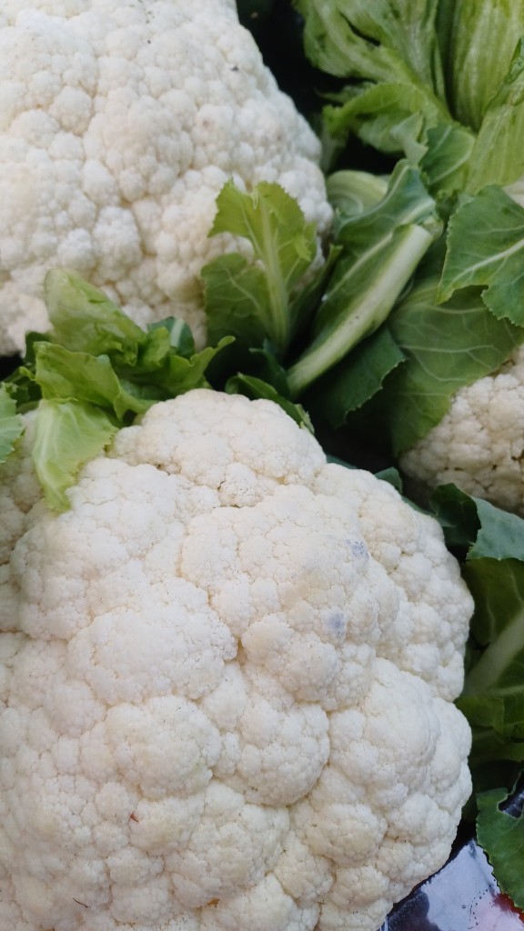 Coliflor