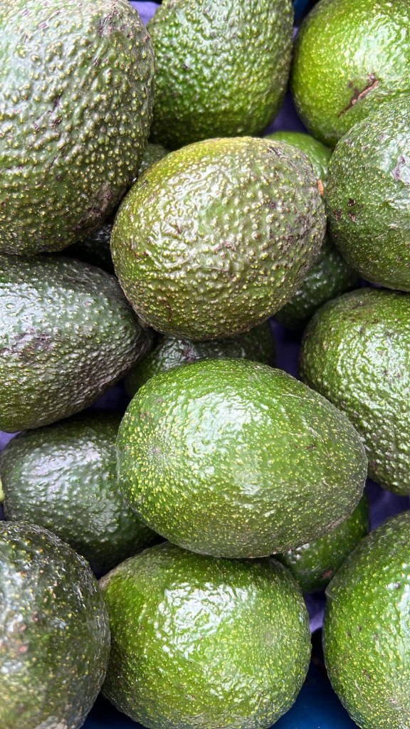 Aguacate Hass