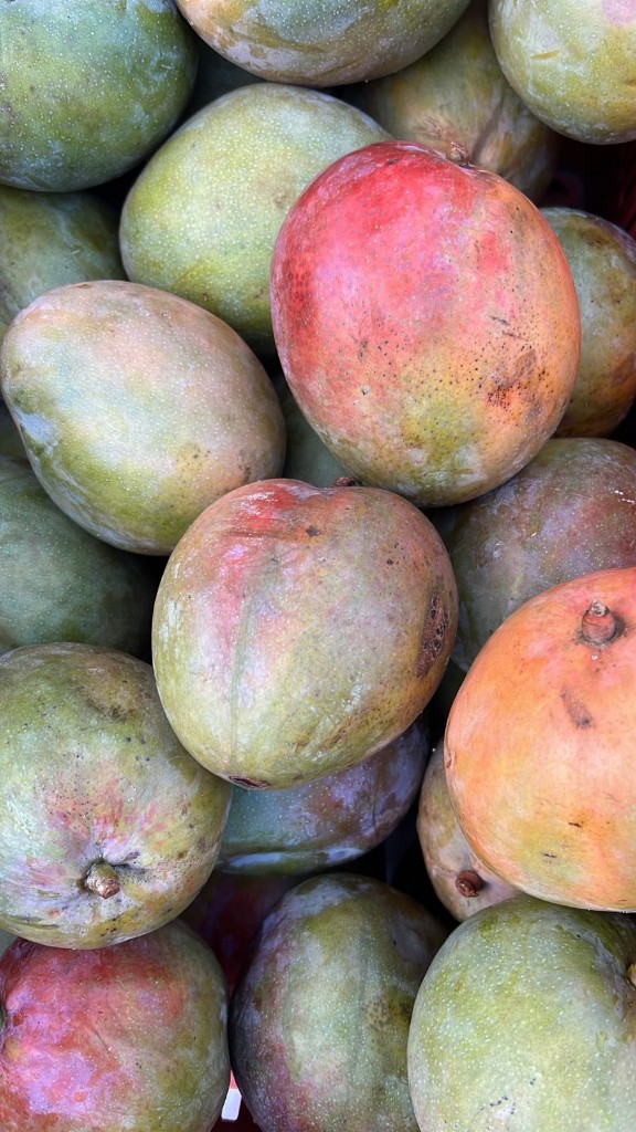 Mango tomy