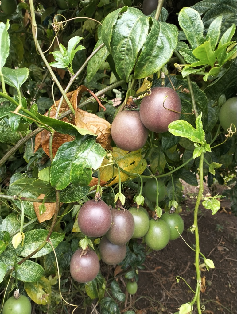 Jugo artesanal de gulupa