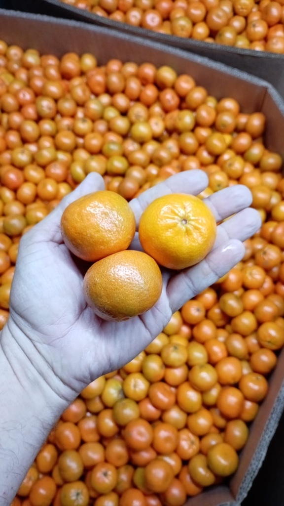 Bin mandarina