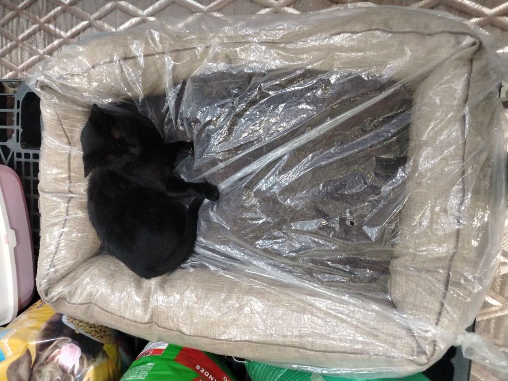 Cama para mascota beige