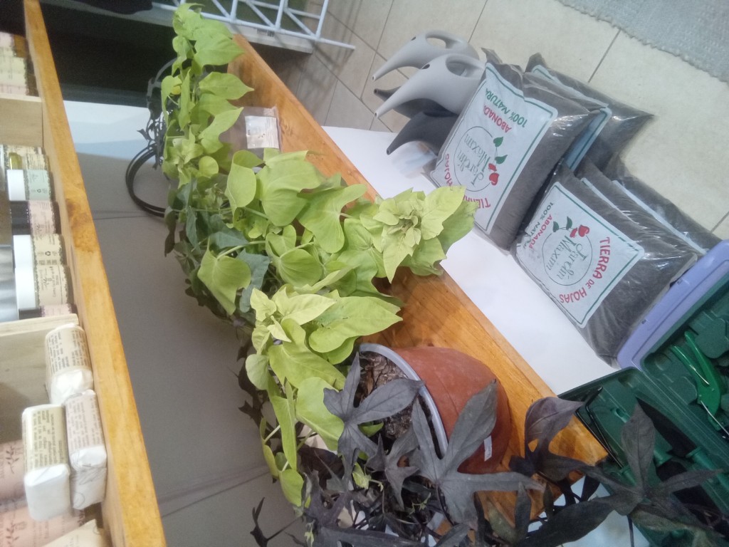 Planta hipomea