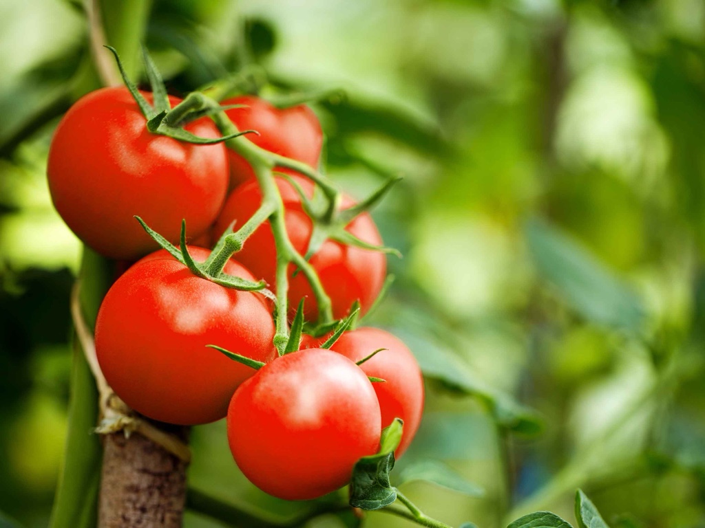 Tomate rojo