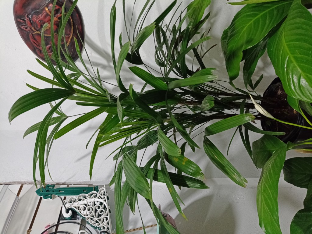 Raphis palmera grande