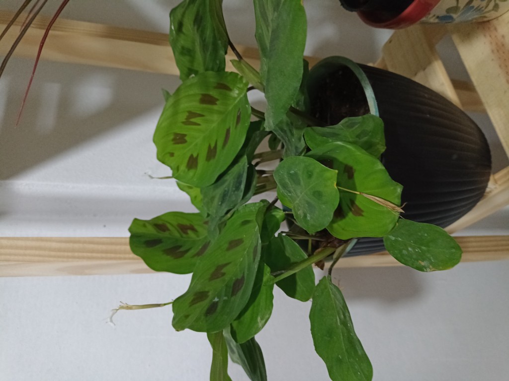 Maranta B18