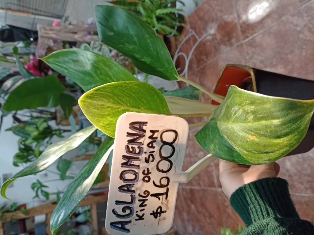Aglaomena King of Siam