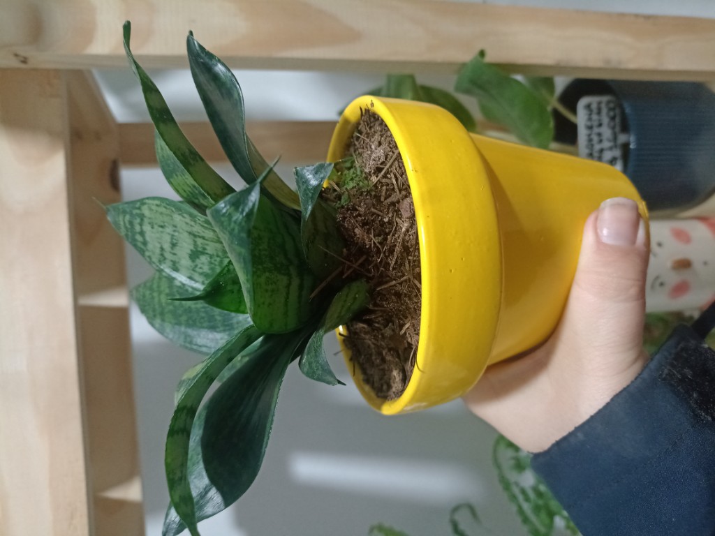 Sansevieria Hanni c/ bloom pintada