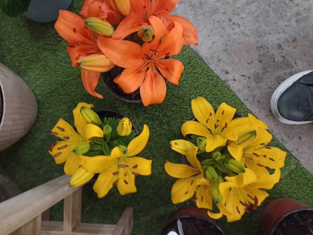 Lilium