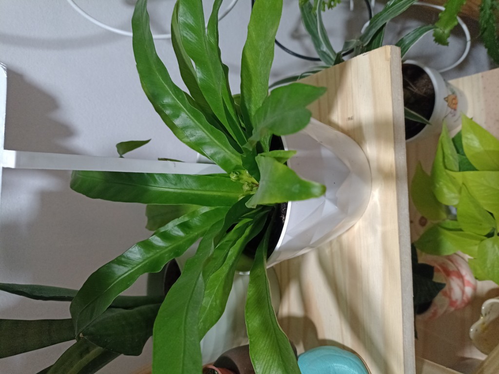 Helecho saporo/crissie/osaka