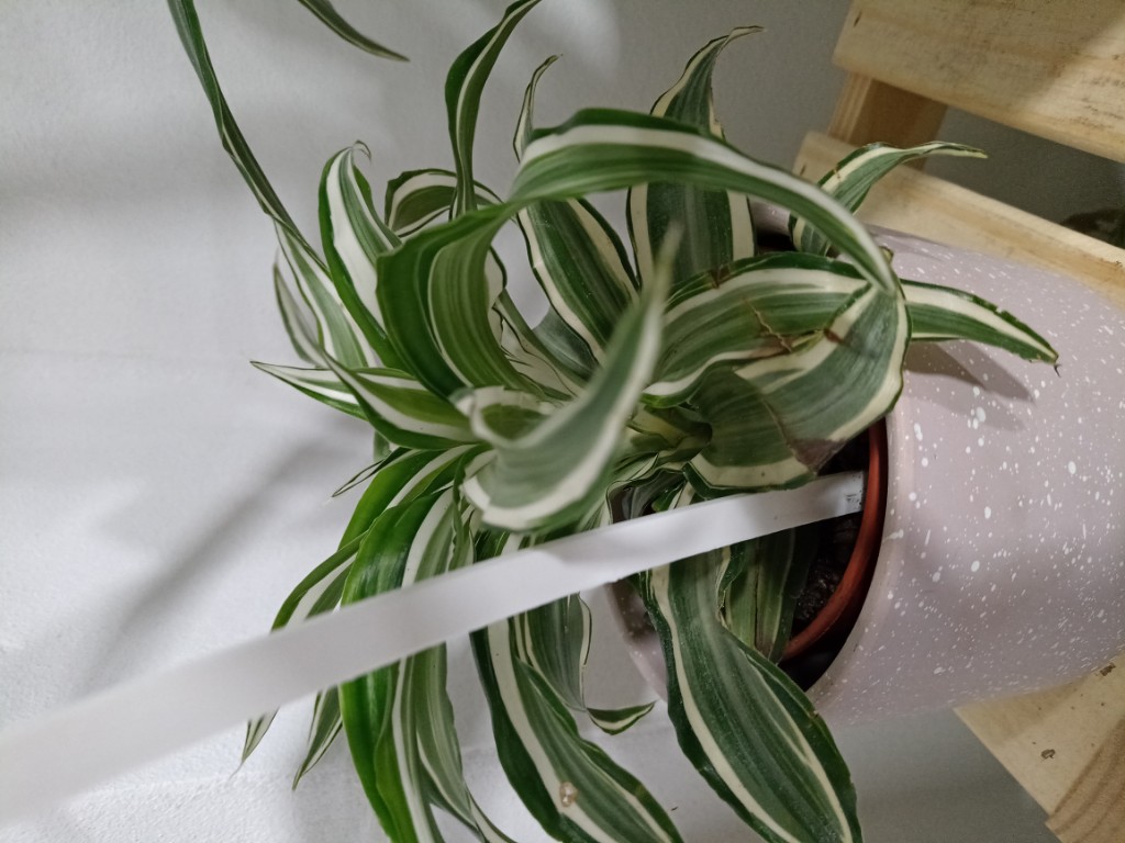 Warneckii White stripe