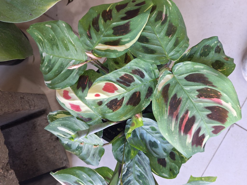 Maranta variegada n°