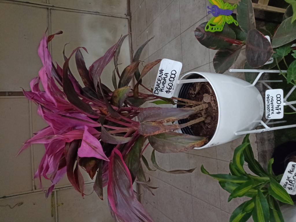 Dracena rubra 8 lts